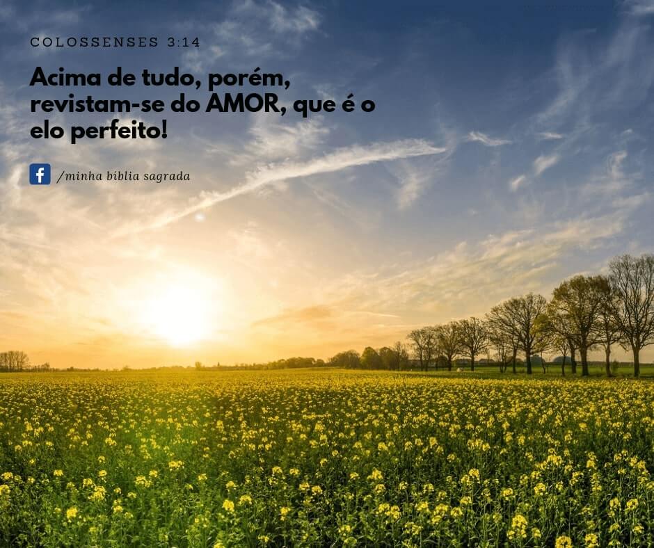 Colossenses 3:14 - Revista-se de amor, que é o elo perfeito - Bíblia