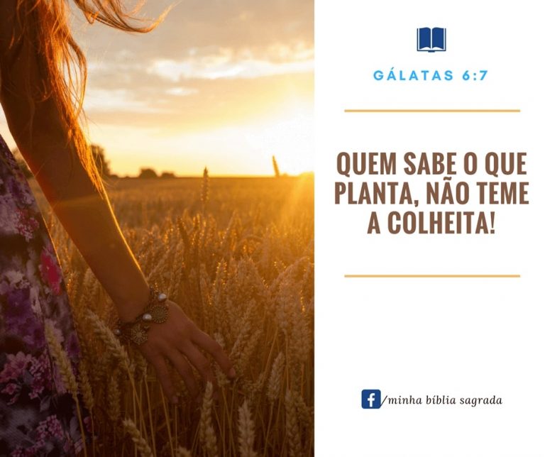 Quem sabe o que planta, não teme a colheita. Gálatas 6:7 – Minha Bíblia ...