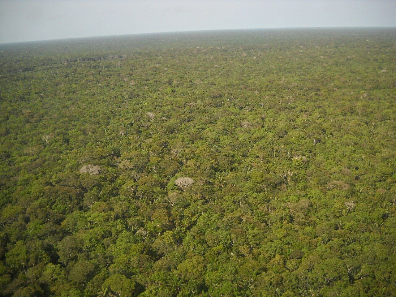 Floresta Amazonica vista de cima