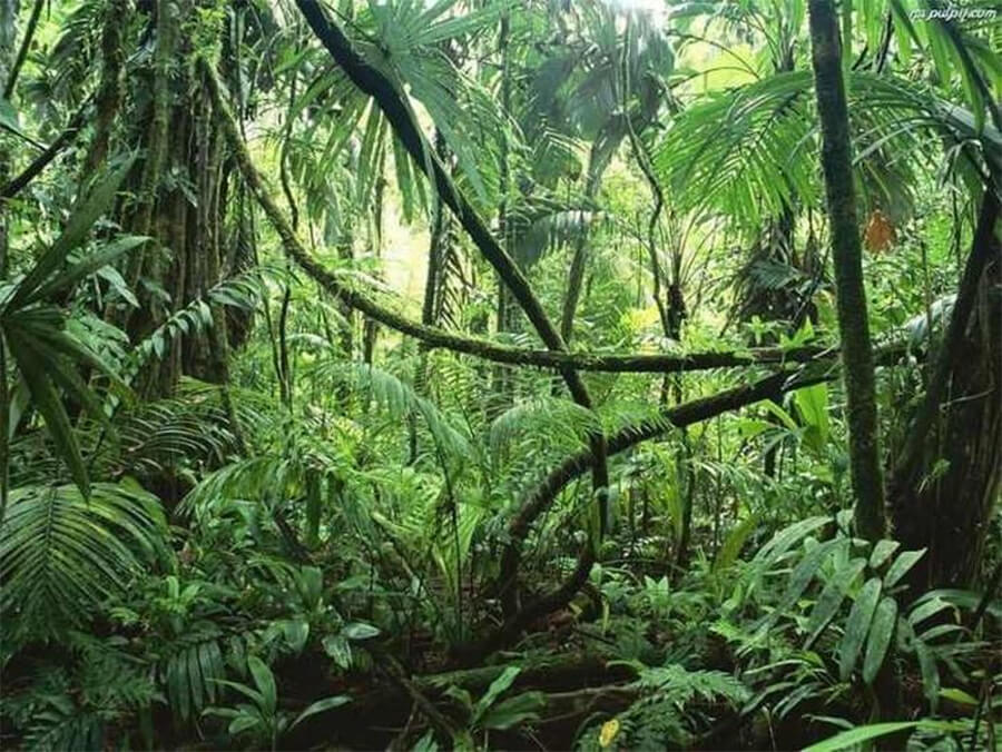 Floresta Amazônica vista por baixo